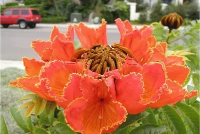 פאזל של South African Flower