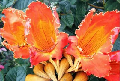 פאזל של South African Flower