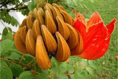 פאזל של South African Flower