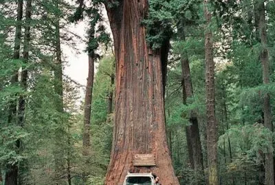Sequoia