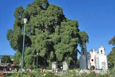 Cipreste Mexicano