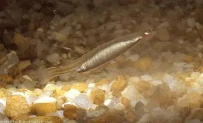 Candiru ou peixe vampiro