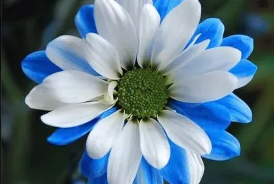 flor