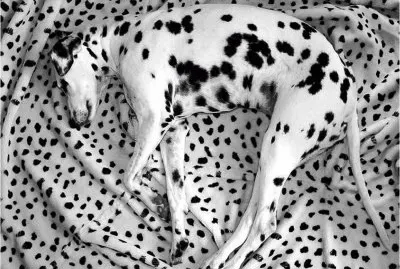 spots-16