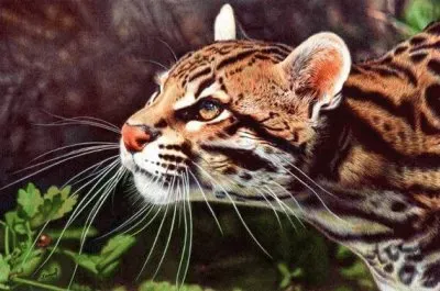 La fiera, no es el tigre, es la tigresa