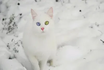 Snow Cat