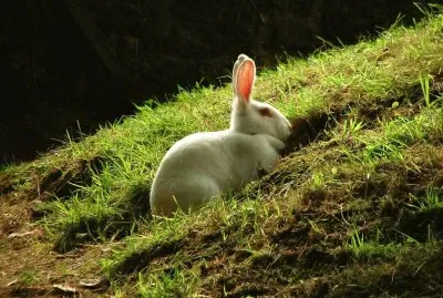 natureza jigsaw puzzle