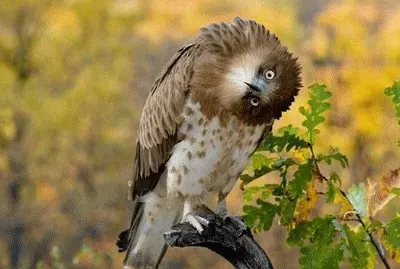 natureza jigsaw puzzle