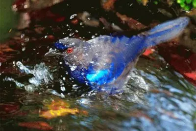 natureza jigsaw puzzle