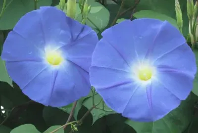 ç‰½ç‰›èŠ±
