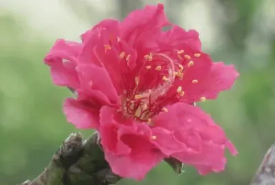 æ¡ƒèŠ±