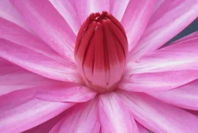 è“®èŠ±