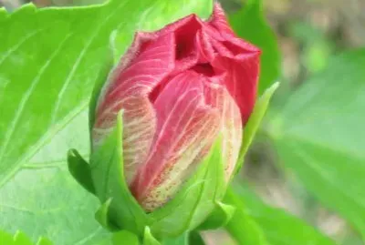 æ‰¶æ¡‘èŠ±