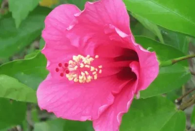æ‰¶æ¡‘èŠ±