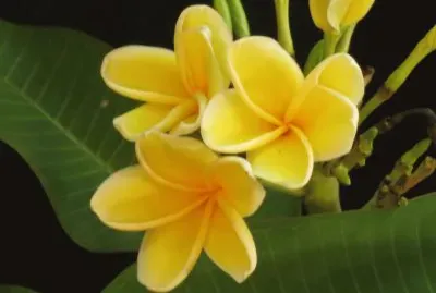 é›žè›‹èŠ±