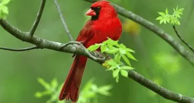 natureza jigsaw puzzle