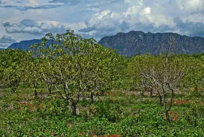 Campo