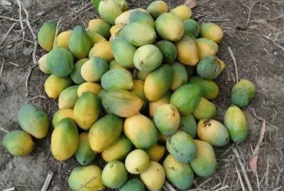 Mangas do quintal jigsaw puzzle