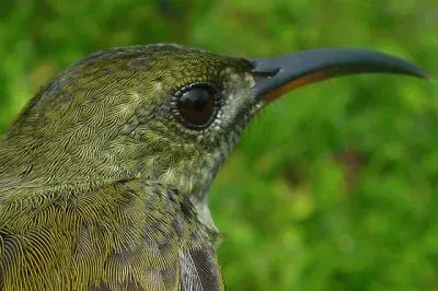 Beija Flor OlivÃ¡ceo jigsaw puzzle