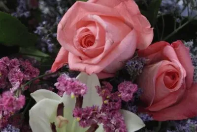Roses