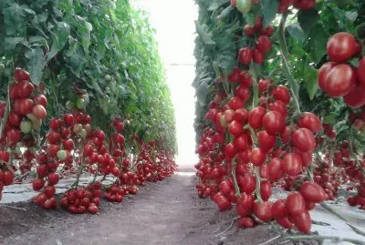 PlantaÃ§Ã£o de tomates