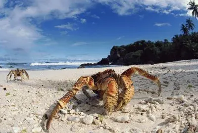 Crab on the Beach jigsaw puzzle