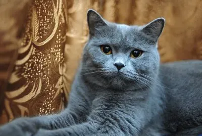 Beautiful Cat