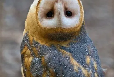 civette jigsaw puzzle