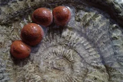 פאזל של red note