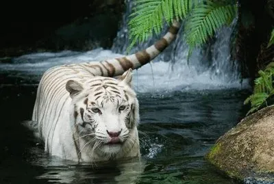 Hermoso tigre blanco