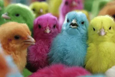 Pintinhos coloridos jigsaw puzzle