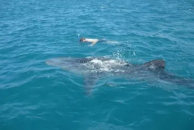 DELFINES EN LA BAHIA DE LA PAZ, B.C.S.