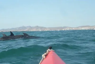 DELFINES Y KAYAK