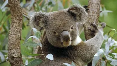 Koala in Eucalyptustree