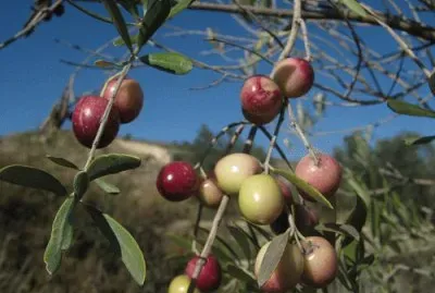 Natura jigsaw puzzle