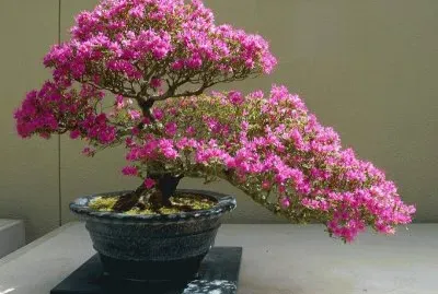 Bonsai