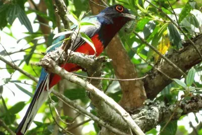 surucuÃ¡-variado jigsaw puzzle