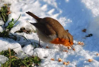 Pit-roig jigsaw puzzle