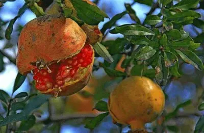 Pomegranate jigsaw puzzle