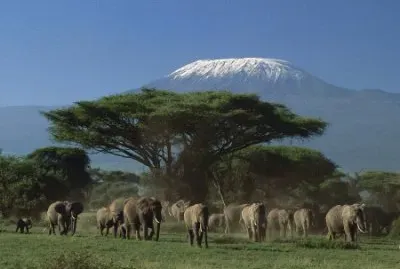 Amboseli Park with the Kilimanjaro  Kenya