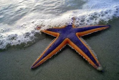 פאזל של Starfish