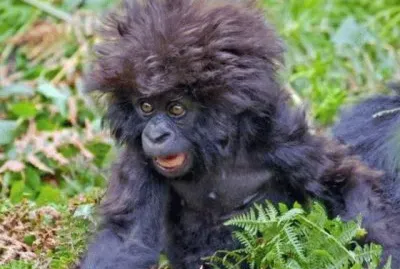 פאזל של Monkey in danger