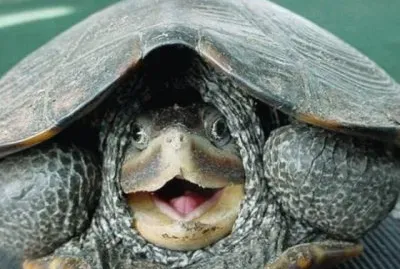 פאזל של Turtle