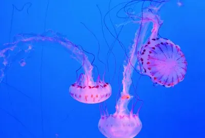 פאזל של Jellyfish