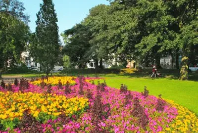 Caminho Lilas de flores