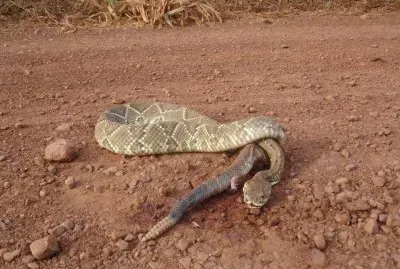 Cobra Cascavel