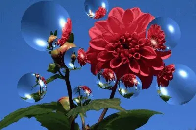 Flors