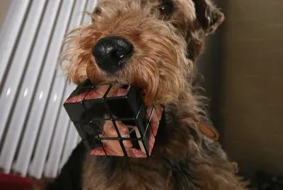 perrito con foto en elocico