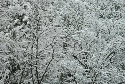 A combination  of frozen vegetation