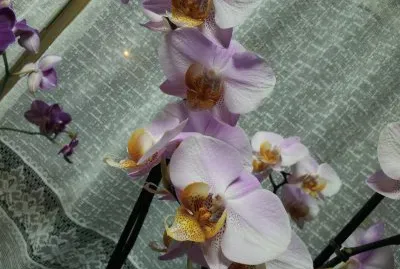 orchids
